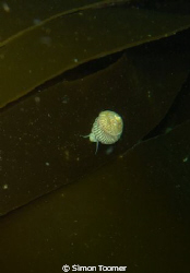 Top shell on kelp by Simon Toomer 